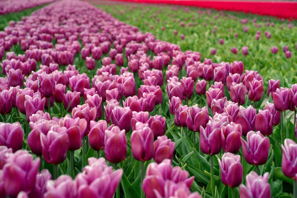 Holland mit kindern